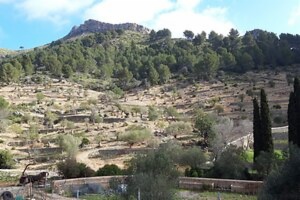 Image Galatzó estate olive grove plots recovery